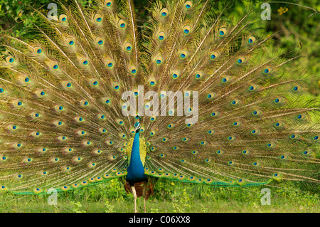 Pfauen, ein männlicher Pfau-Display, Yala-Nationalpark Sri Lanka Stockfoto