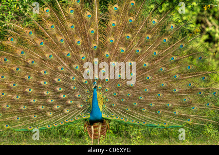 Pfauen, ein männlicher Pfau-Display, Yala-Nationalpark Sri Lanka Stockfoto