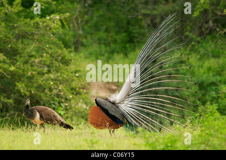 Andere, eine männliche Pfau vor ein Weibchen, Yala-Nationalpark Sri Lanka anzeigen Stockfoto