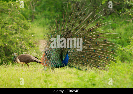 Andere, eine männliche Pfau vor ein Weibchen, Yala-Nationalpark Sri Lanka anzeigen Stockfoto