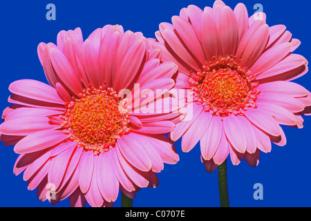 zwei rosa Gerbers isoliert in blau Stockfoto