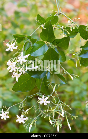 Azoren-Jasmin-Pflanze in voller Blüte Stockfoto