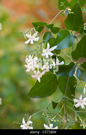 Azoren-Jasmin-Pflanze in voller Blüte Stockfoto