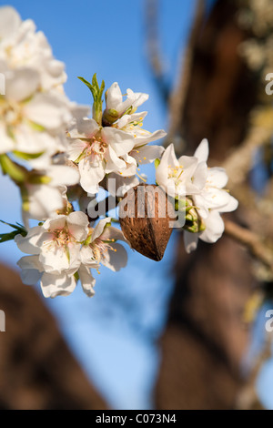 Mandelbaum Blüte im Frühling Mallorca-Mallorca-Balearen-Spanien-Europa Stockfoto