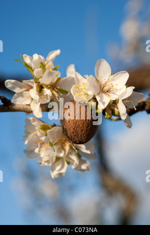 Mandelbäume blühen im Frühling, Blumen am Himmel Hintergrund Mallorca Mallorca Balearen Spanien Europa Stockfoto