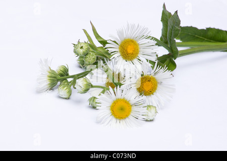 Weiße Aster Blumen und Knospen auf weißem Hintergrund Stockfoto