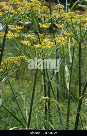 FenchelPflanze (Foeniculum Vulgare) in voller Blüte Stockfotografie