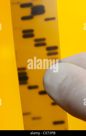 DNA-Sequenzierung. Wissenschaftler verweist auf Bänder, Nukleotidbasen (A, C, T, G) im Röntgenbild eines Gels darstellt.  Sanger Methode. Stockfoto