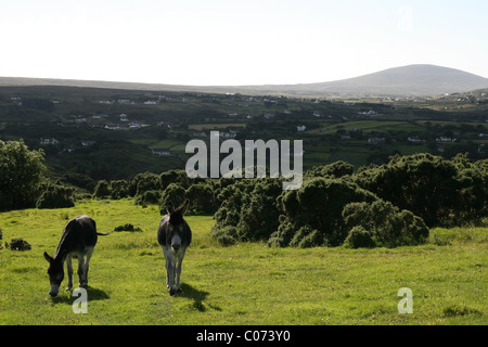 Zwei Esel Weiden auf einem Hügel in County Donegal, Irland. Stockfoto