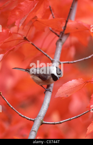 Carolina Chickadee hocken im Herbst Ahornbaum - vertikal Stockfoto