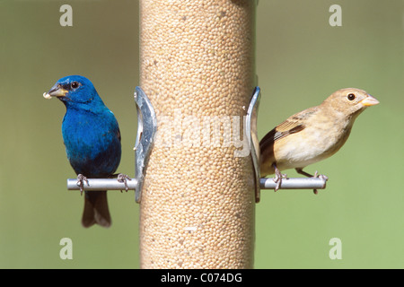 Indigo Ammern Männchen und Weibchen hocken auf Feeder Stockfoto