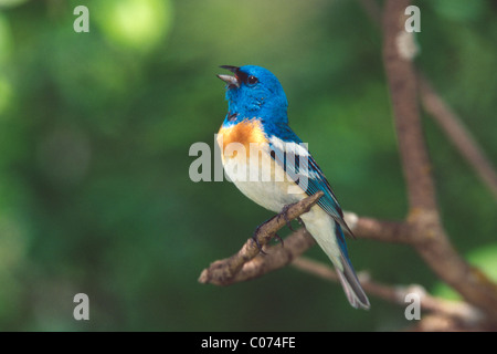 Lazuli Bunting singen Stockfoto