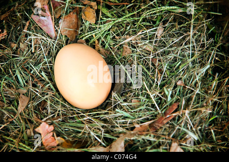 Ein frisches Ei sitzt in einem natürlichen nest Stockfoto