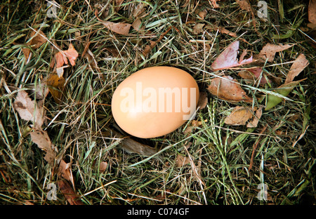 Ein frisches Ei sitzt in einem natürlichen nest Stockfoto