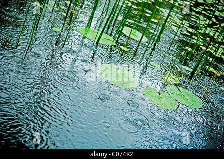 Regen fällt und Spritzen auf einen Teich, lilly Stockfoto