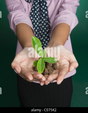 Mitte Schnittansicht der Geschäftsfrau hält einen Sämling Stockfoto