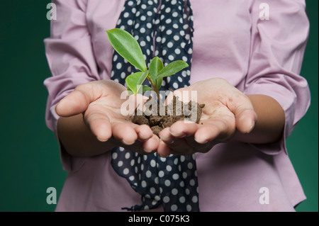 Mitte Schnittansicht der Geschäftsfrau hält einen Sämling Stockfoto