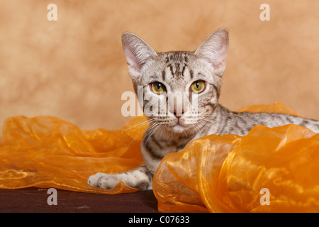 Ocicat Kater / tomcat-Ocicat Stockfoto