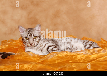 Ocicat Kater / tomcat-Ocicat Stockfoto