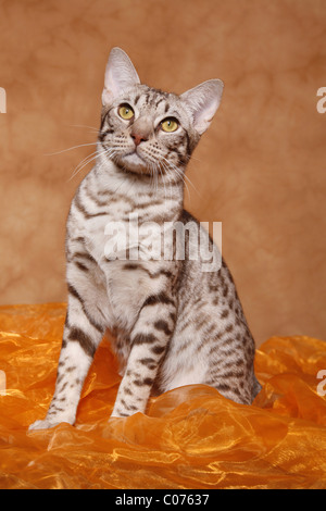 Ocicat Kater / tomcat-Ocicat Stockfoto