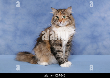 Sitzende Sibirische Katze / Sibirische Katze sitzend Stockfoto