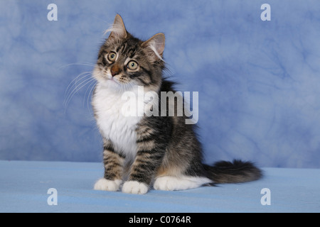 Sitzende Sibirische Katze / Sibirische Katze sitzend Stockfoto