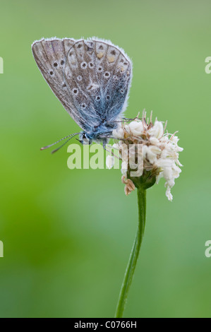 Mazarine Blue (Cyaniris Semiargus) Stockfoto