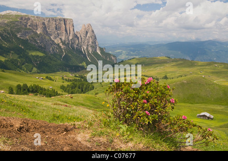 Alpenrose, Schnee-Rose (Rhododendron Ferrugineum) vor Schlern Berg, Seiser Alm, Dolomiten, Südtirol, Italien, Europa Stockfoto