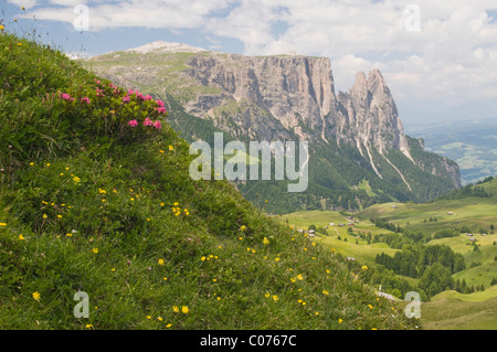 Alpenrose, Schnee-Rose (Rhododendron Ferrugineum) vor Schlern Berg, Seiser Alm, Dolomiten, Südtirol, Italien, Europa Stockfoto