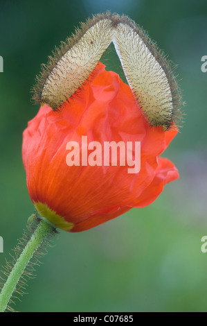 Mohn (Papaver Rhaeticum) Stockfoto