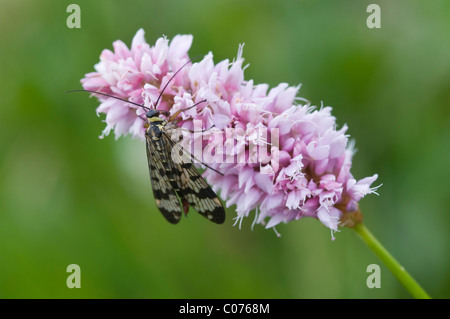 Scorpion Fly (Panorpa Communis) auf Bistort (Polygonum Bistorta) Stockfoto