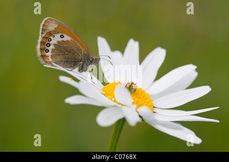 Alpine Heath (Coenonympha Gardetta) auf Daisy (Leucanthemum Vulgare) Stockfoto