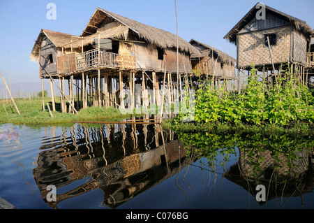 Stelzenläufer Häuser mit ein schwimmender Garten, gebaut von der Inthas in Maing Thauk am Inle-See, Shan State in Myanmar, Burma Stockfoto