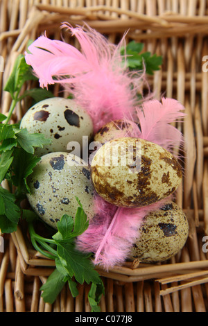 Wachteleier mit grünen Rasen und Federn Ostern Stillleben auf dem Zaun-board Stockfoto