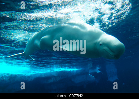 Beluga-Wal (Delphinapterus Leucas), SeaWorld, San Diego, Kalifornien, USA, Nordamerika Stockfoto