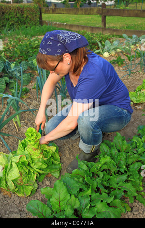 Junge Frau, Gartenarbeit, arbeiten in einem organischen Hausgarten mit Salat, Zwiebeln und rote Beete Stockfoto