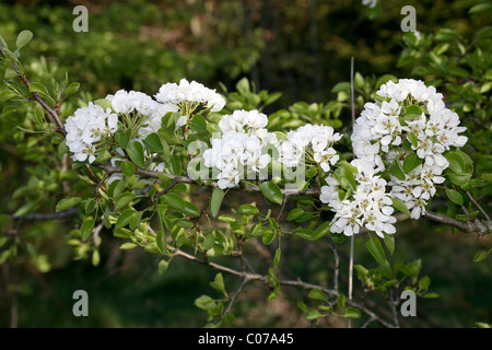 Europäische Birne (Pyrus Pyraster), Blumen in einem Obstgarten Wiese, Allgäu, Bayern, Deutschland, Europa Stockfoto