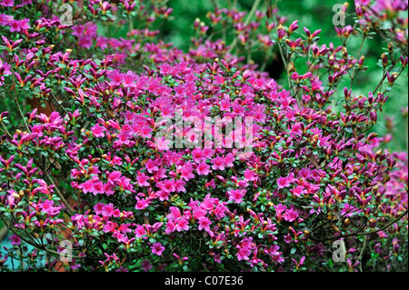 Blühende Kurume Azalee (Rhododendron Obtusum), Asien Stockfoto