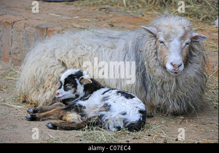 Skudde Sorte, Hausschafe (Ovis Aries), Lamm ruht in der Nähe von dam Stockfoto