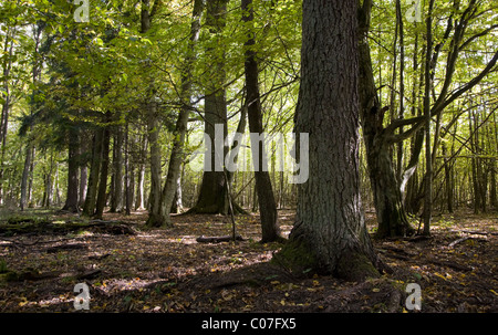 Natürliche gemischte Stand von Bialowieza Nationalpark mit alten Fichten im Vordergrund und alte Hainbuchen auf Hintergrund Stockfoto