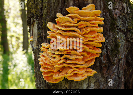 Baum Pilz Schwefel Polypore, Schwefel-Regal oder Hähnchen Pilz (Laetiporus Sulphureus), Deutschland, Europa Stockfoto