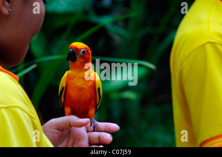 Fischers Lovebird Agapornis Fischeri ist eine kleine Papageienarten Kl Kuala Lumpur Bird Park Malaysia Voliere zahm gezähmten Vogel Stockfoto