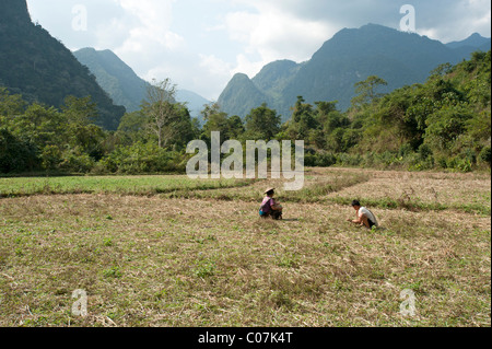 Zwei Laos auf einem abgeernteten Reisfeldern in Nordlaos arbeiten mit Kalkstein Karst Berge im Hintergrund Stockfoto