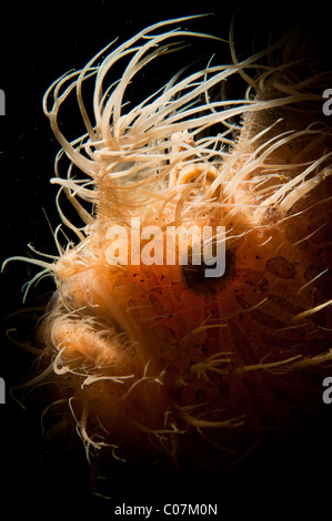 Haarigen Anglerfisch Hintergrundbeleuchtung, Lembeh, Indonesien Stockfoto