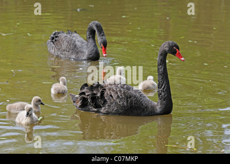 Schwarzer Schwan (Cygnus olor), paar mit Küken, Australien Stockfoto