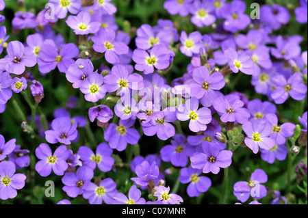 Lilacbush (Aubrieta Deltoidea), Europa Stockfoto