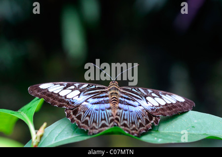 Braun Haarschneider Schmetterling Parthenos Sylvia braun Kuala Lumpur Butterfly Park KL malaysia Stockfoto