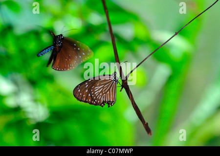 Braun Haarschneider Schmetterling Parthenos Sylvia braun Kuala Lumpur Butterfly Park KL malaysia Stockfoto