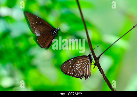 Braun Haarschneider Schmetterling Parthenos Sylvia braun Kuala Lumpur Butterfly Park KL malaysia Stockfoto