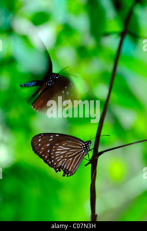 Braun Haarschneider Schmetterling Parthenos Sylvia braun Kuala Lumpur Butterfly Park KL malaysia Stockfoto